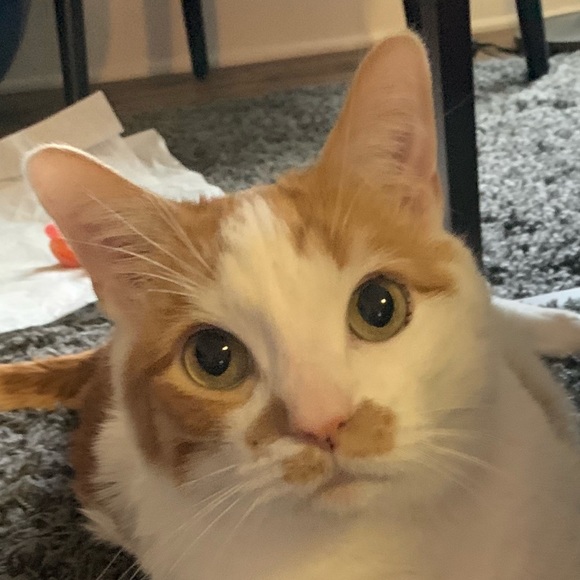 Meet your Posher, Julienne - Picture 1 of 1